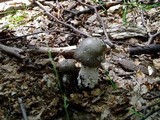 Amanita excelsa image