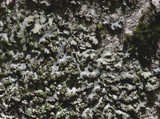 Phaeophyscia rubropulchra image