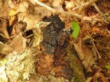 Inonotus obliquus image