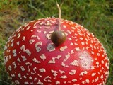 Psilocybe semilanceata image