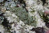 Cladonia caespiticia image