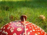 Psilocybe semilanceata image