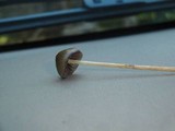 Psilocybe semilanceata image