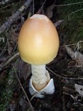 Amanita crocea image