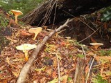 Hygrophoropsis aurantiaca image