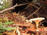 Hygrophoropsis aurantiaca image