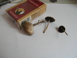 Panaeolus cinctulus image