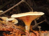 Hygrophoropsis aurantiaca image