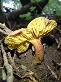 Phylloporus pelletieri image