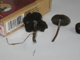 Panaeolus cinctulus image