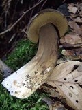 Tylopilus porphyrosporus image