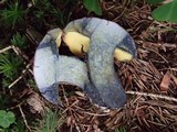 Boletus pulverulentus image
