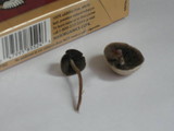 Panaeolus cinctulus image