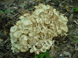 Polyporus umbellatus image