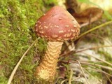 Hemistropharia albocrenulata image