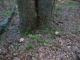 Polyporus umbellatus image