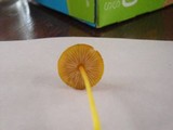 Pluteus chrysophlebius image