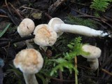 Hydnum oregonense image