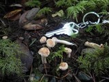 Hydnum oregonense image