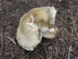 Tricholoma saponaceum image