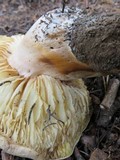 Tricholoma saponaceum image