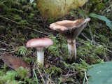 Gomphidius subroseus image