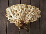 Polyporus umbellatus image