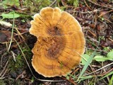 Hydnellum aurantiacum image