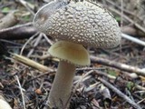 Amanita augusta image