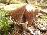 Gomphus clavatus image