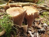 Gomphus clavatus image