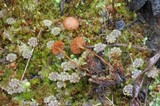Naucoria amarescens image