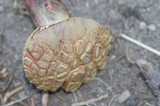 Boletus chrysenteron image