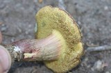 Boletus chrysenteron image