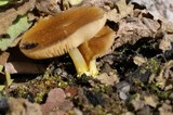 Pluteus romellii image