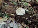 Entoloma conicum image