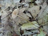 Entoloma conicum image