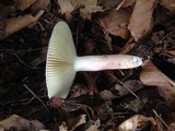 Russula mariae image