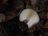 Russula mariae image