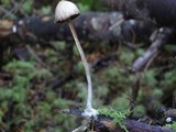 Psilocybe pelliculosa image