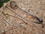 Psilocybe pelliculosa image
