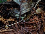 Psilocybe pelliculosa image