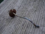Psilocybe pelliculosa image