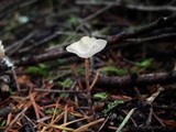 Psilocybe pelliculosa image