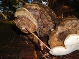 Fomitopsis officinalis image