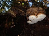 Fomitopsis officinalis image