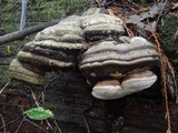 Fomitopsis officinalis image