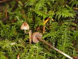 Psilocybe pelliculosa image