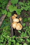Pholiota squarrosa image
