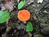 Hygrocybe marchii image